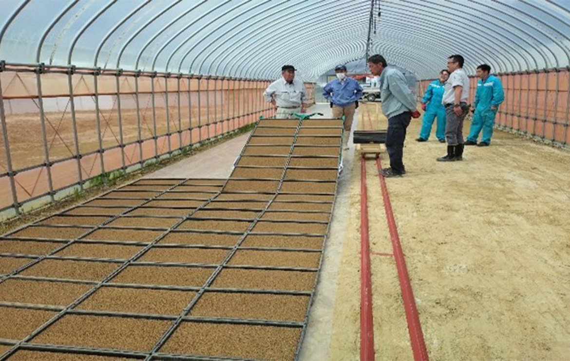 育苗ハウス内では箱並べや散水など多くの作業が自動化